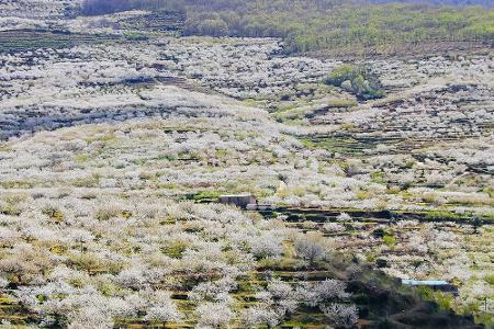 Wo sich der Frühling in seiner schönsten Pracht präsentiert