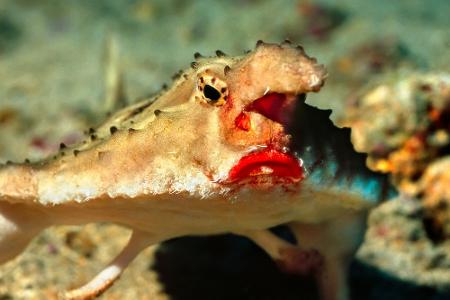 Durchsichtig, giftig und mysteriös: Wundersame Tiere weltweit