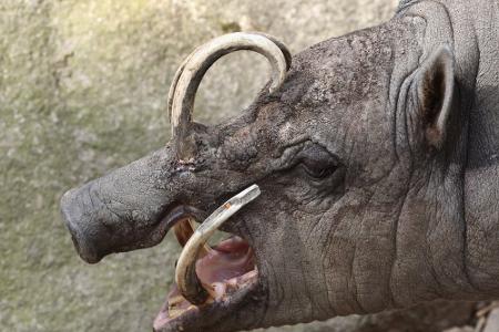 Durchsichtig, giftig und mysteriös: Wundersame Tiere weltweit