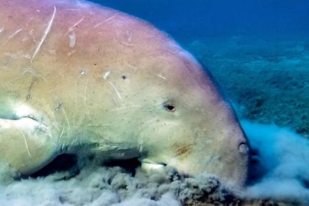 Durchsichtig, giftig und mysteriös: Wundersame Tiere weltweit