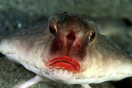 Durchsichtig, giftig und mysteriös: Wundersame Tiere weltweit