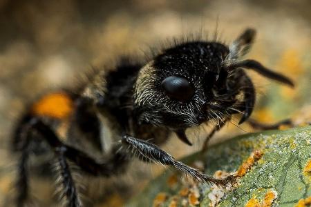 Durchsichtig, giftig und mysteriös: Wundersame Tiere weltweit