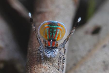 Durchsichtig, giftig und mysteriös: Wundersame Tiere weltweit