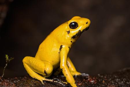 Durchsichtig, giftig und mysteriös: Wundersame Tiere weltweit