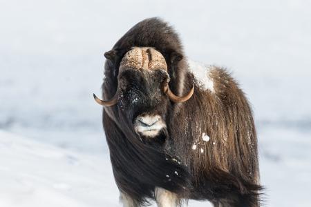 Durchsichtig, giftig und mysteriös: Wundersame Tiere weltweit