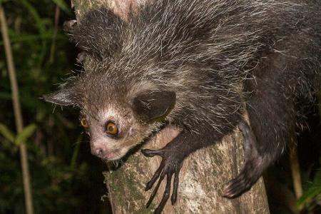 Durchsichtig, giftig und mysteriös: Wundersame Tiere weltweit