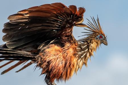 Durchsichtig, giftig und mysteriös: Wundersame Tiere weltweit