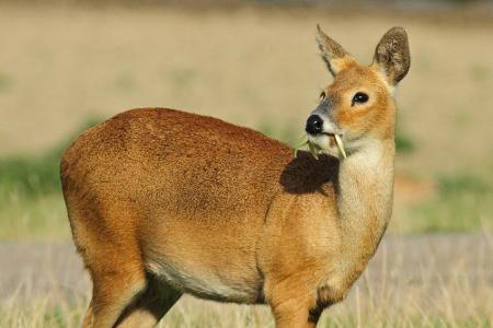 Durchsichtig, giftig und mysteriös: Wundersame Tiere weltweit