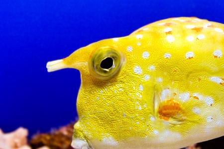 Durchsichtig, giftig und mysteriös: Wundersame Tiere weltweit