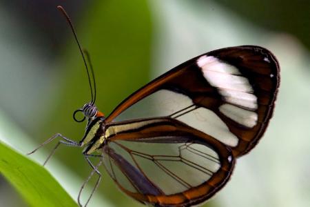 Durchsichtig, giftig und mysteriös: Wundersame Tiere weltweit
