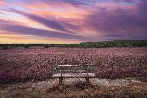Die 15 schönsten Orte, um in Deutschland den Sonnenuntergang zu genießen Lüneburger Heide