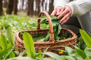 Vorsicht, Verwechslungsgefahr! Wichtige Tipps für die Bärlauch-Saison