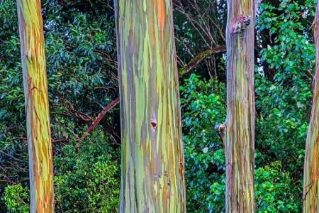 Blutregen und Co.: Diese Naturphänomene lassen uns staunen