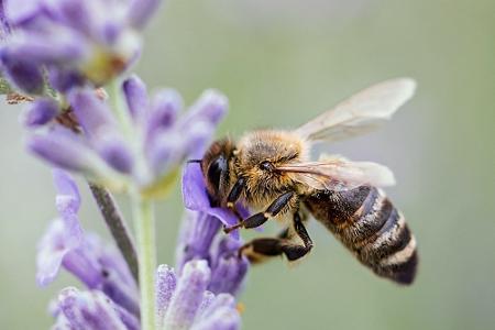 Von Basilikum bis Zitronenmelisse: Diese Kräuter sind bienenfreundlich