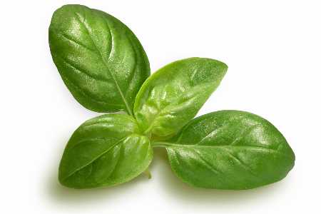 Das sind die besten Tipps gegen dünnes Haar und Haarausfall Basilikum