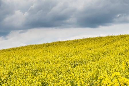 Bunte Pracht: Wo Blumenfreunde glücklich werden