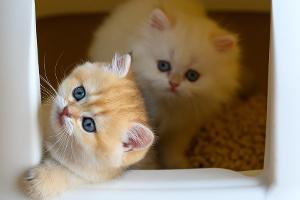 So schonen Ihre Haustiere die Umwelt