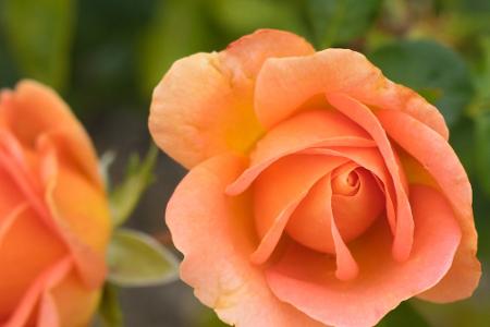 Blumen und ihre Bedeutung: So gelingt der Blumenstrauß zum Muttertag