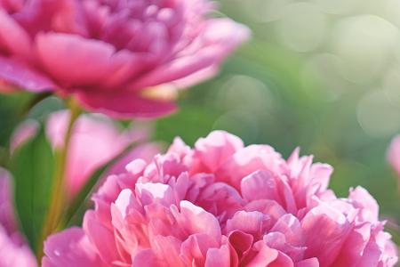 Blumen und ihre Bedeutung: So gelingt der Blumenstrauß zum Muttertag