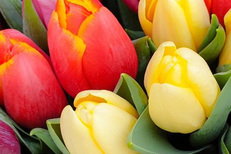 Blumen und ihre Bedeutung: So gelingt der Blumenstrauß zum Muttertag