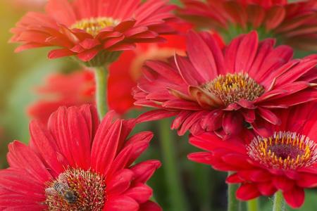 Blumen und ihre Bedeutung: So gelingt der Blumenstrauß zum Muttertag