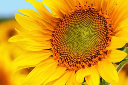 Blumen und ihre Bedeutung: So gelingt der Blumenstrauß zum Muttertag