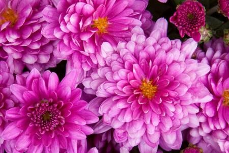 Blumen und ihre Bedeutung: So gelingt der Blumenstrauß zum Muttertag