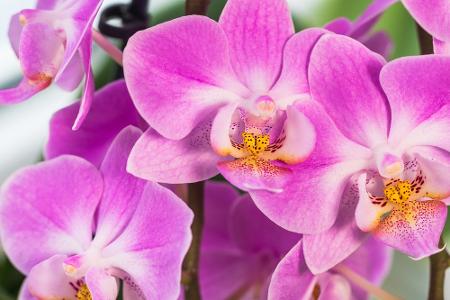 Blumen und ihre Bedeutung: So gelingt der Blumenstrauß zum Muttertag