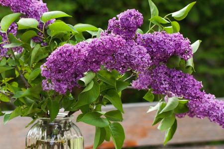 Blumen und ihre Bedeutung: So gelingt der Blumenstrauß zum Muttertag