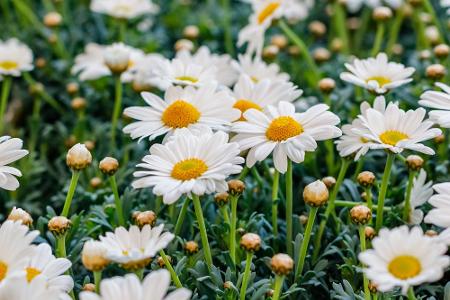 Blumen und ihre Bedeutung: So gelingt der Blumenstrauß zum Muttertag