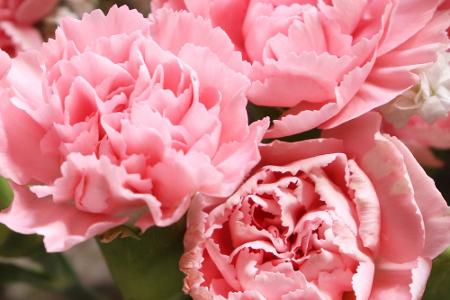 Blumen und ihre Bedeutung: So gelingt der Blumenstrauß zum Muttertag