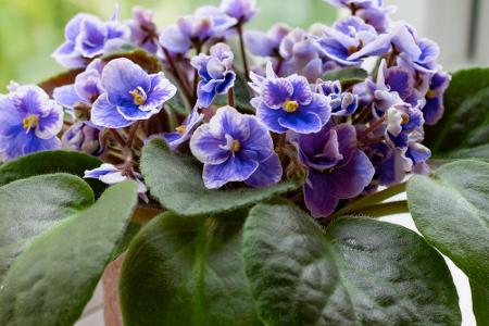 Blumen und ihre Bedeutung: So gelingt der Blumenstrauß zum Muttertag