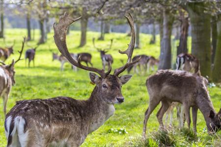 Diese Stadtparks gehören zu den schönsten der Welt