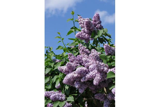 imago Schöning Flieder.jpg