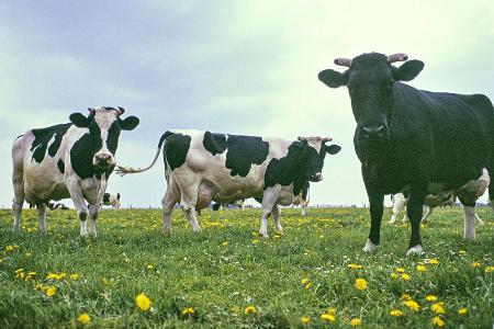 imago Rust Löwenzahn.jpg