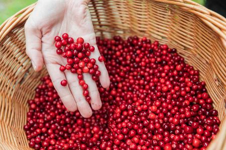 Gaga gewinnt: Das sind die verrücktesten Wettbewerbe der Welt