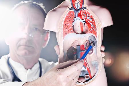 Alles über die Milz