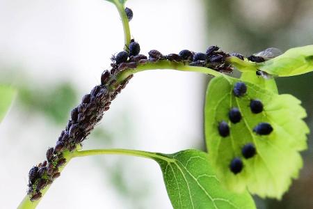 Unkraut und Schädlinge im Garten bekämpfen