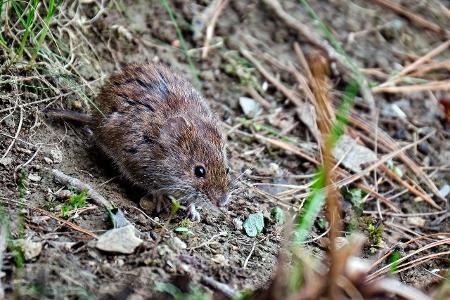 Unkraut und Schädlinge im Garten bekämpfen