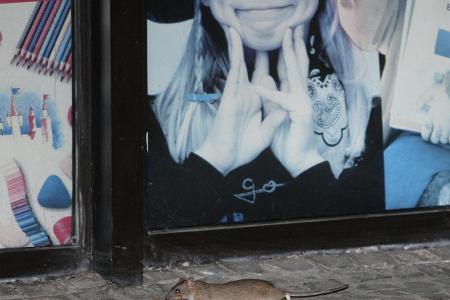 So werden Sie Ungeziefer und Schädlinge wieder los