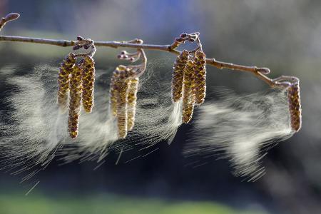 imago Blickwinkel schwarzerle.jpg