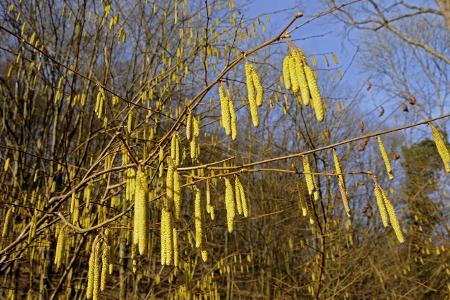 imago Blickwinkel hasel.jpg