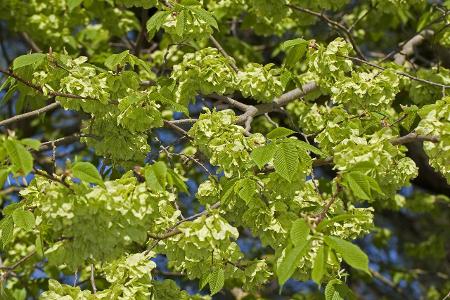 imago Blickwinkel berg ulme.jpg