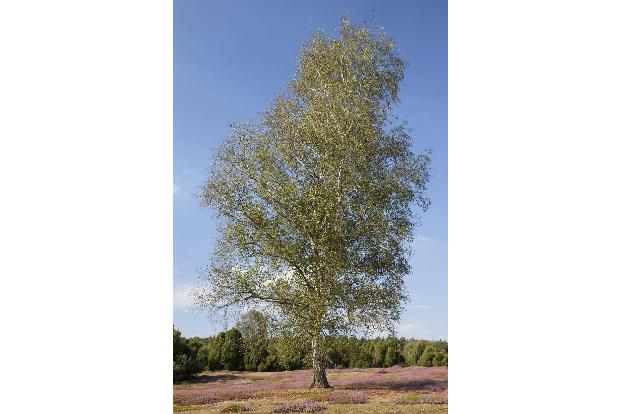 imago Imagebroker Birke.jpg