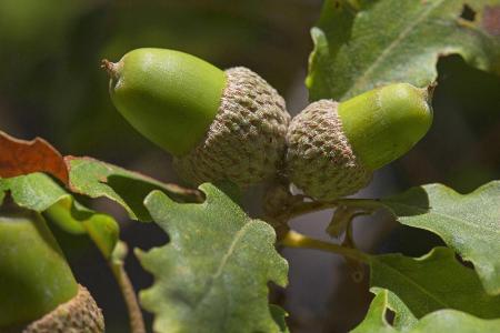 imago Blickwinkel Flaum Eiche.jpg