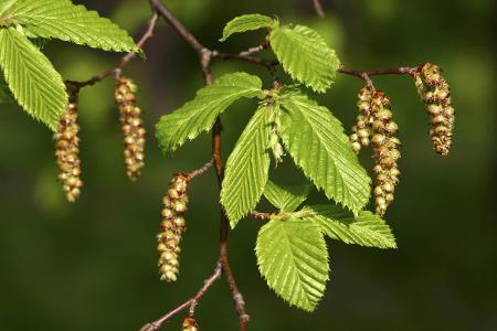 imago Blickwinkel Hainbuche.jpg