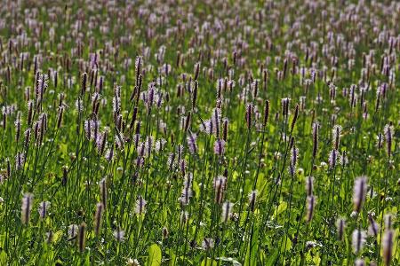 imago ImagebrokerSpitzwegerich.jpg