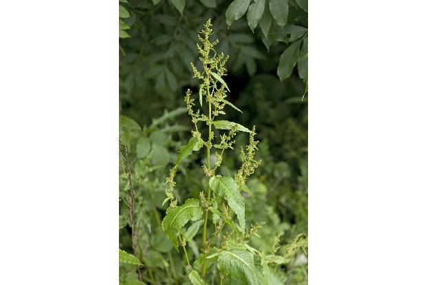 imago Blickwinkel Ampfer.jpg