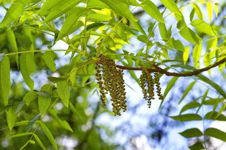 imago Blickwinkel Felsen-Walnuss.jpg