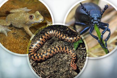 1_Collage giftige Tiere in Deutschland.jpg